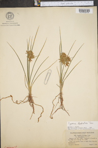 Cyperus dentatus image